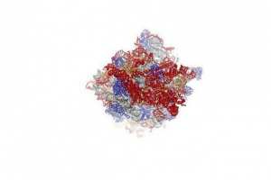 Характерна та роль рибосома в клітині Характерна та роль рибосома в клітині